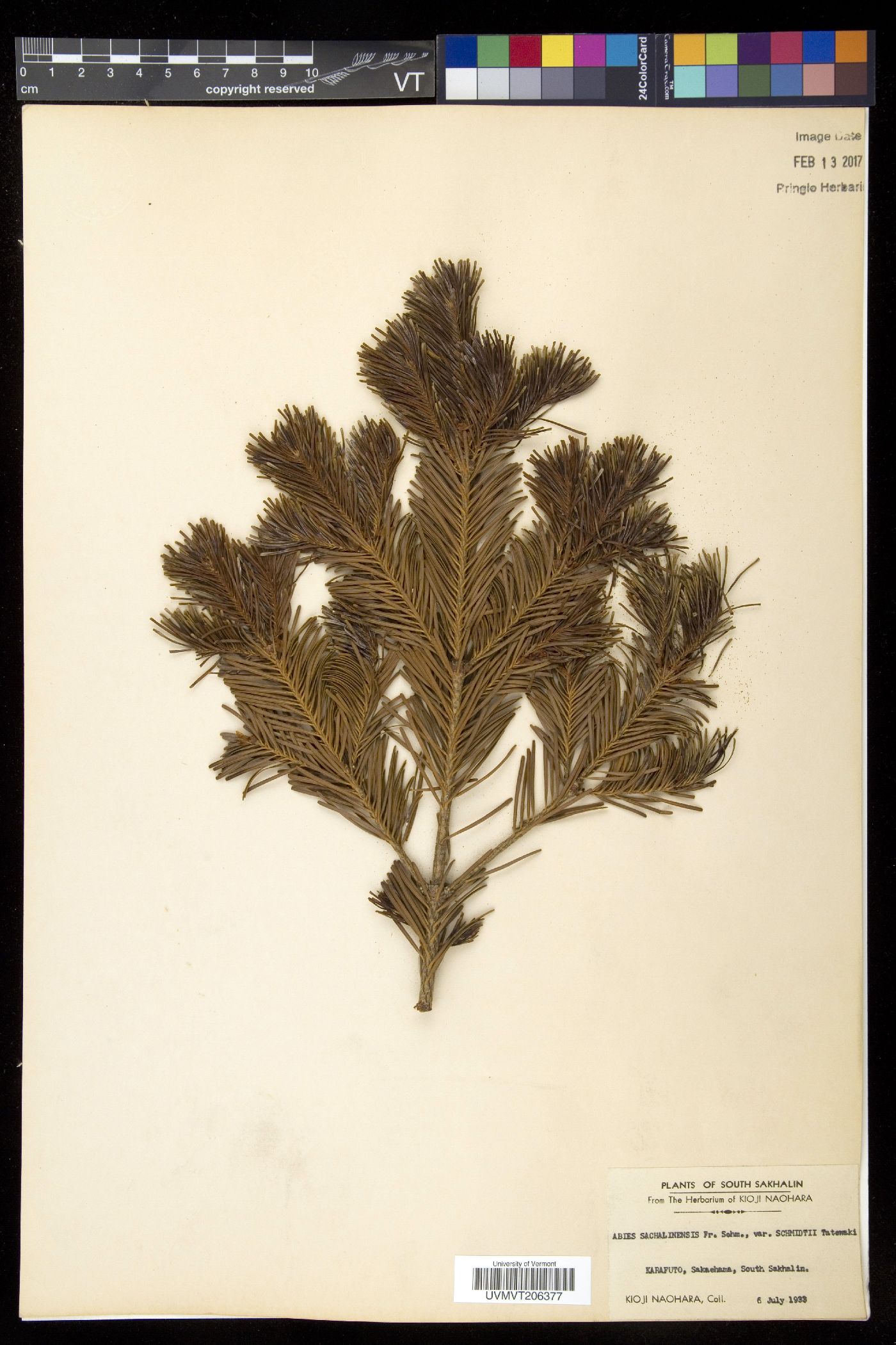 Abies sachalinensis image