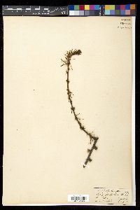 Image of Larix griffithii