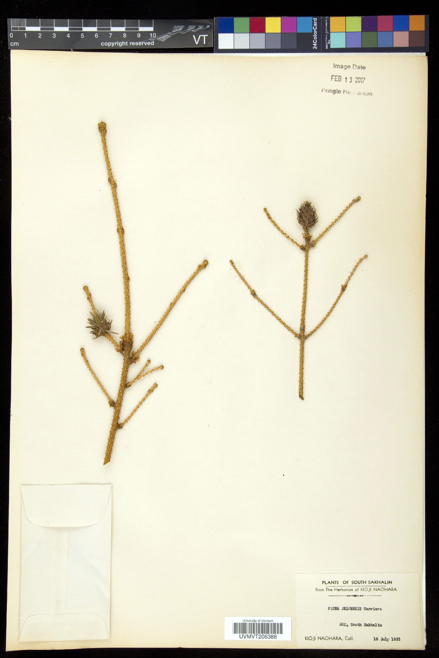 Picea jezoensis image
