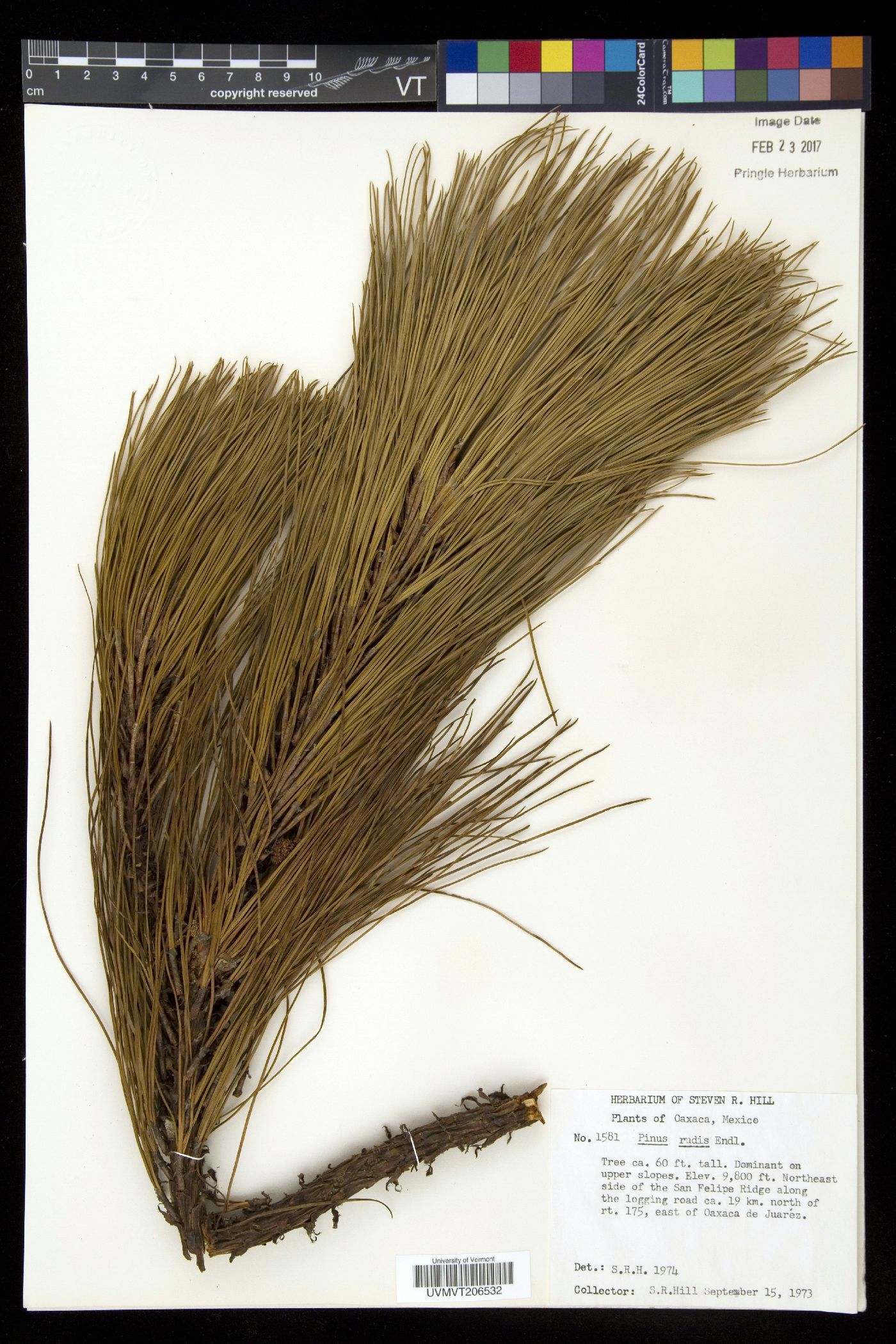 Pinus rudis image