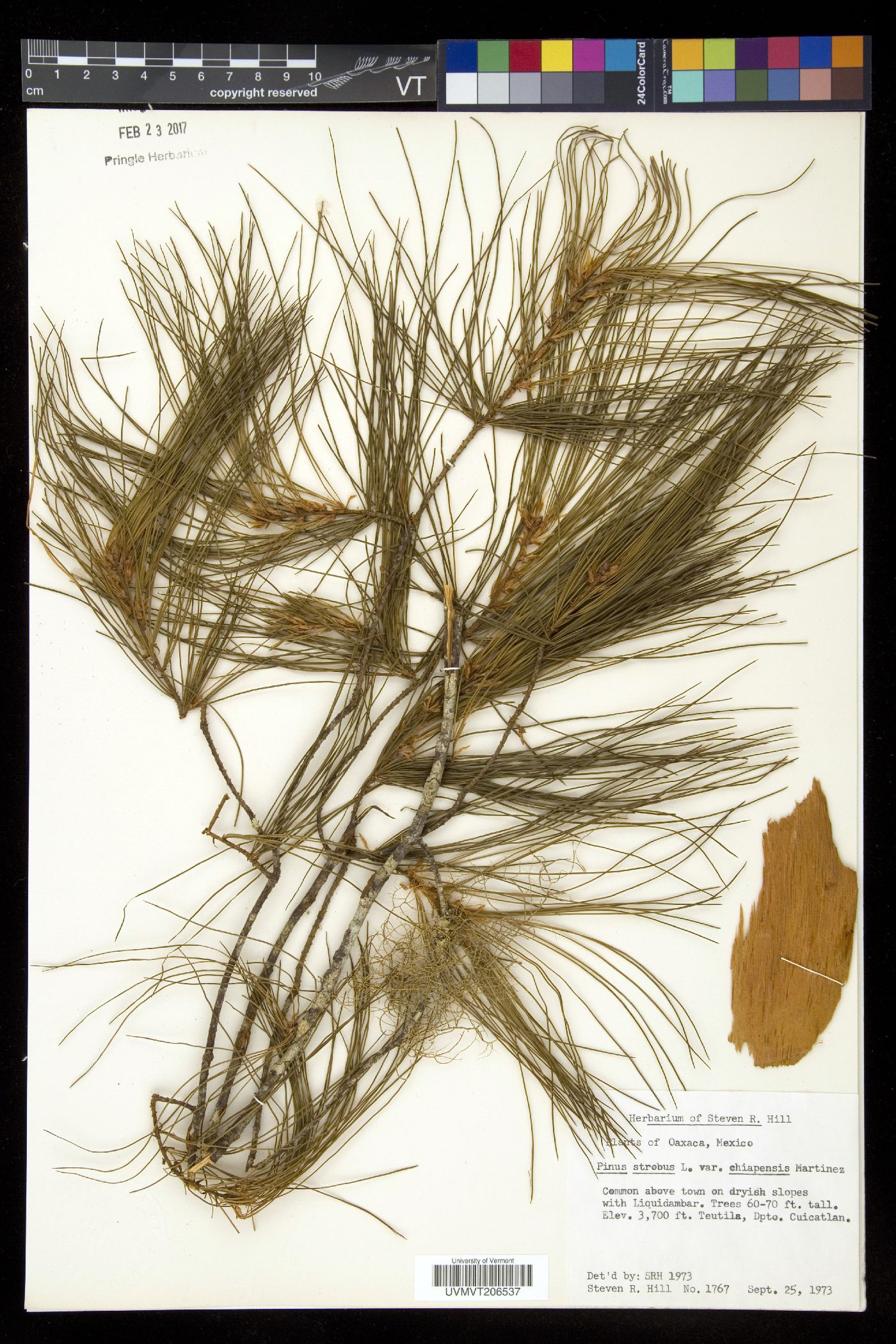 Pinus strobus var. chiapensis image