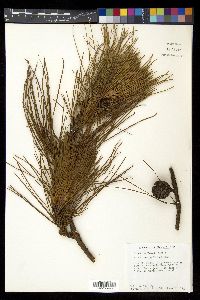 Pinus teocote image