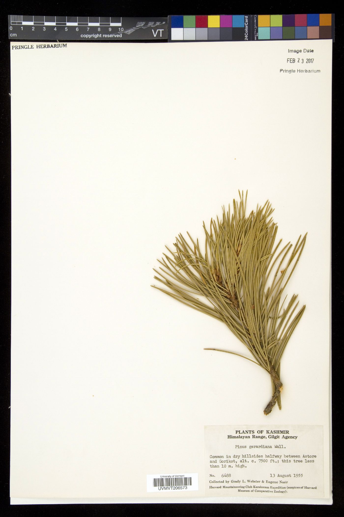 Pinus gerardiana image