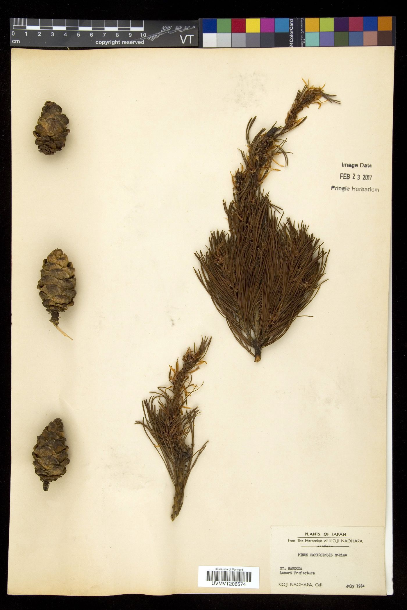 Pinus hakkodensis image