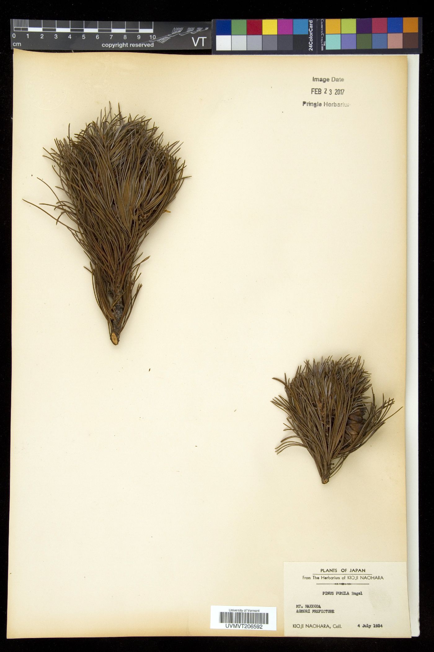 Pinus pumila image