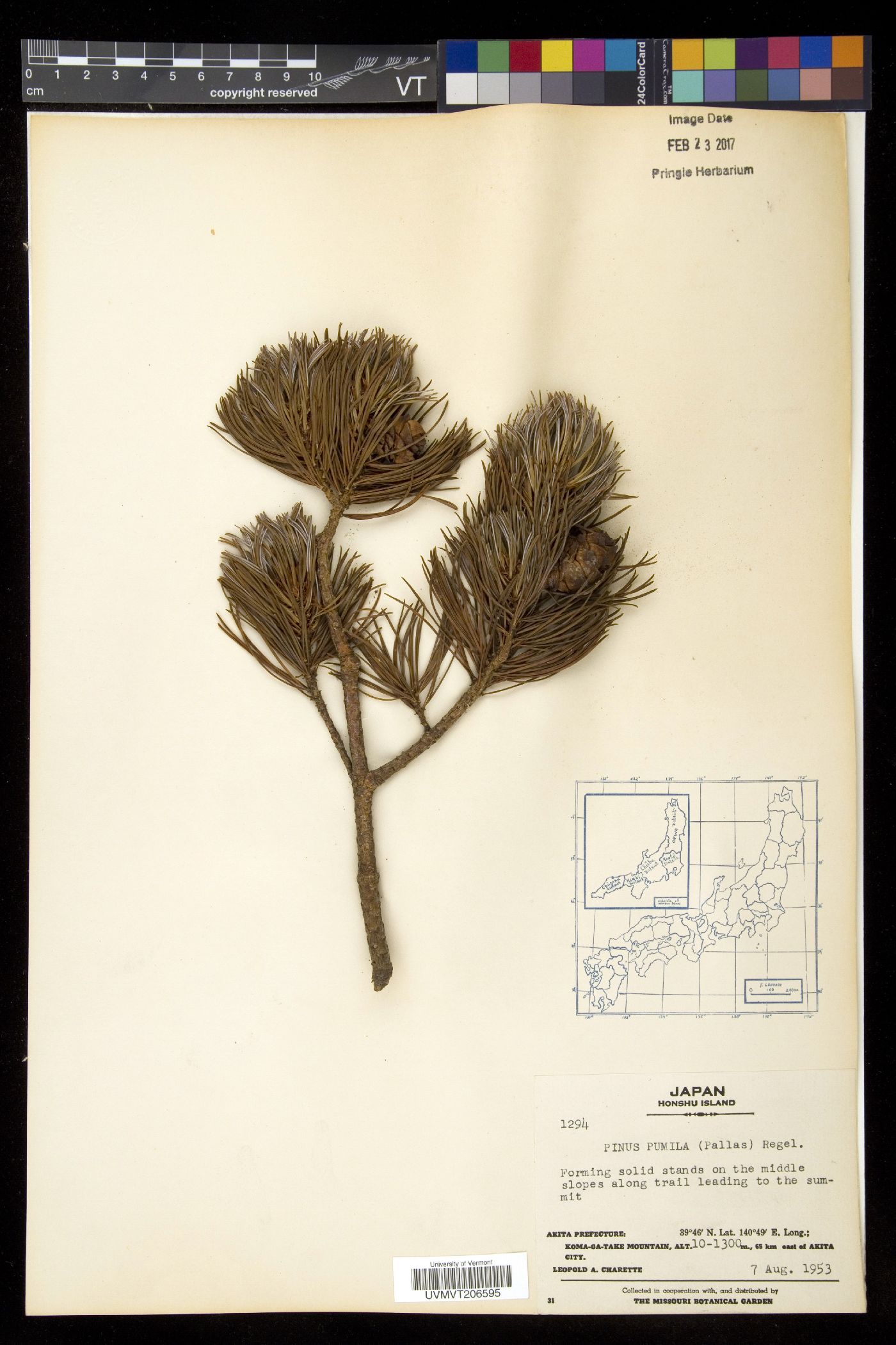 Pinus pumila image