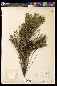 Pinus thunbergii image