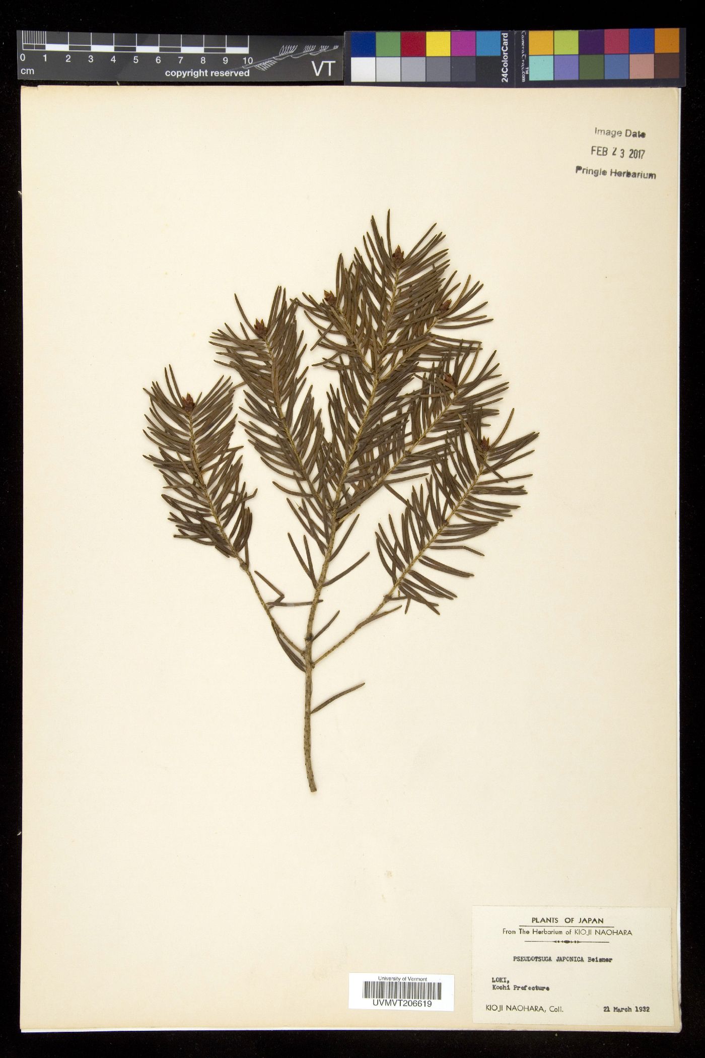 Pseudotsuga japonica image