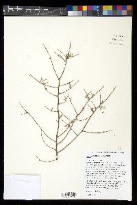 Tsuga canadensis image