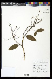 Millettia dielsiana image