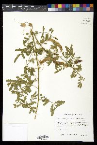 Mimosa wootonii image