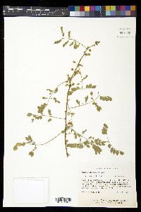 Mimosa malacophylla image