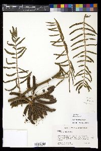 Mimosa pigra image