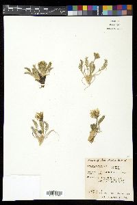 Oxytropis sericea image