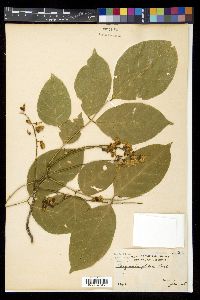 Pongamia glabra image