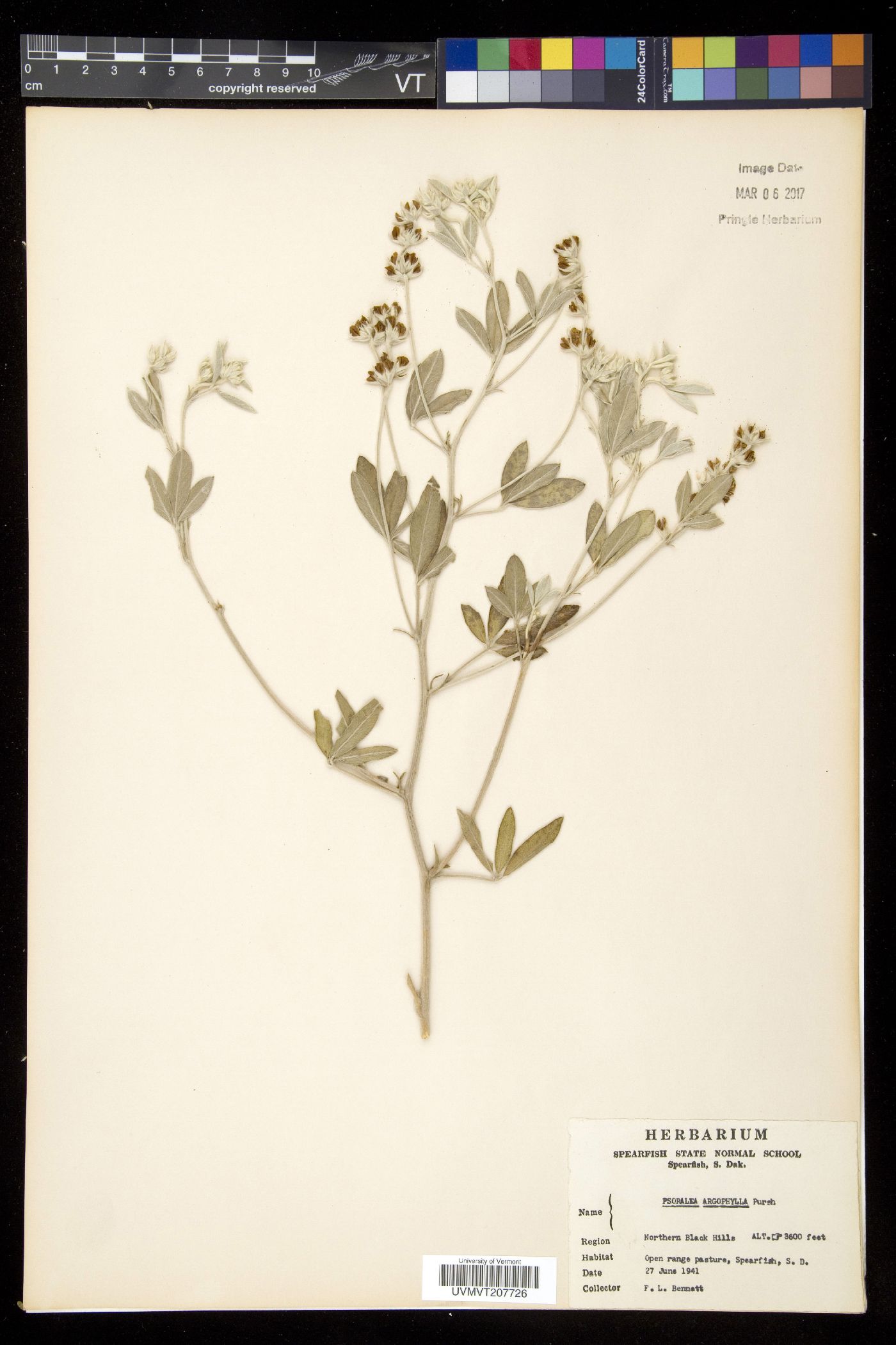 Psoralea image