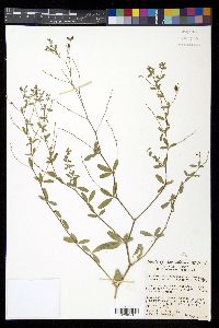 Pediomelum tenuiflorum image