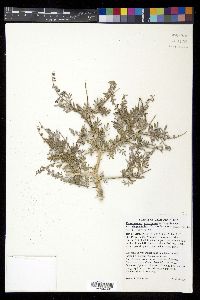Psorothamnus arborescens var. simplicifolius image