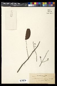 Pterocarpus indicus image