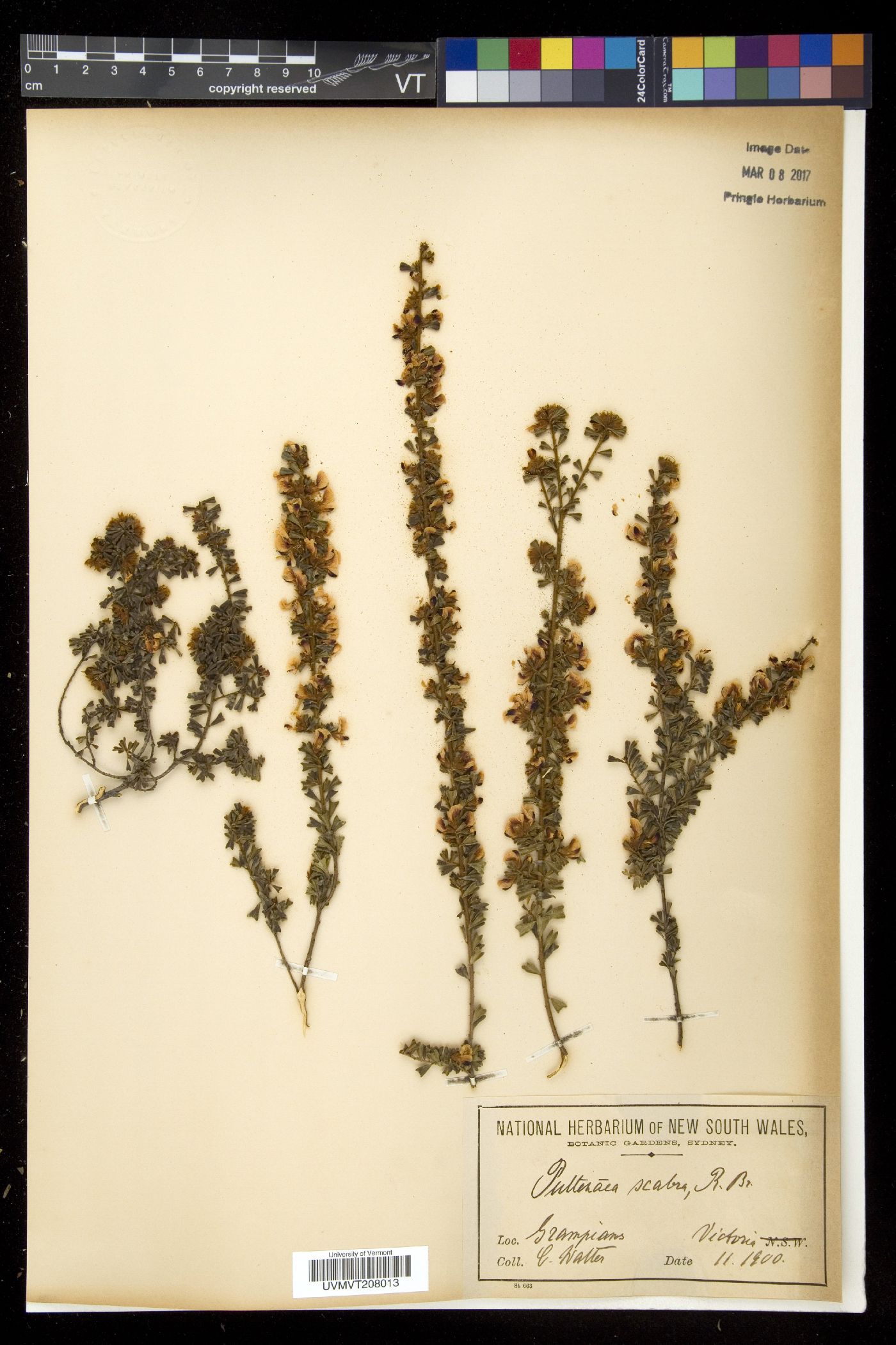 Pultenaea image