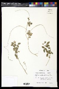 Rhynchosia parvifolia image