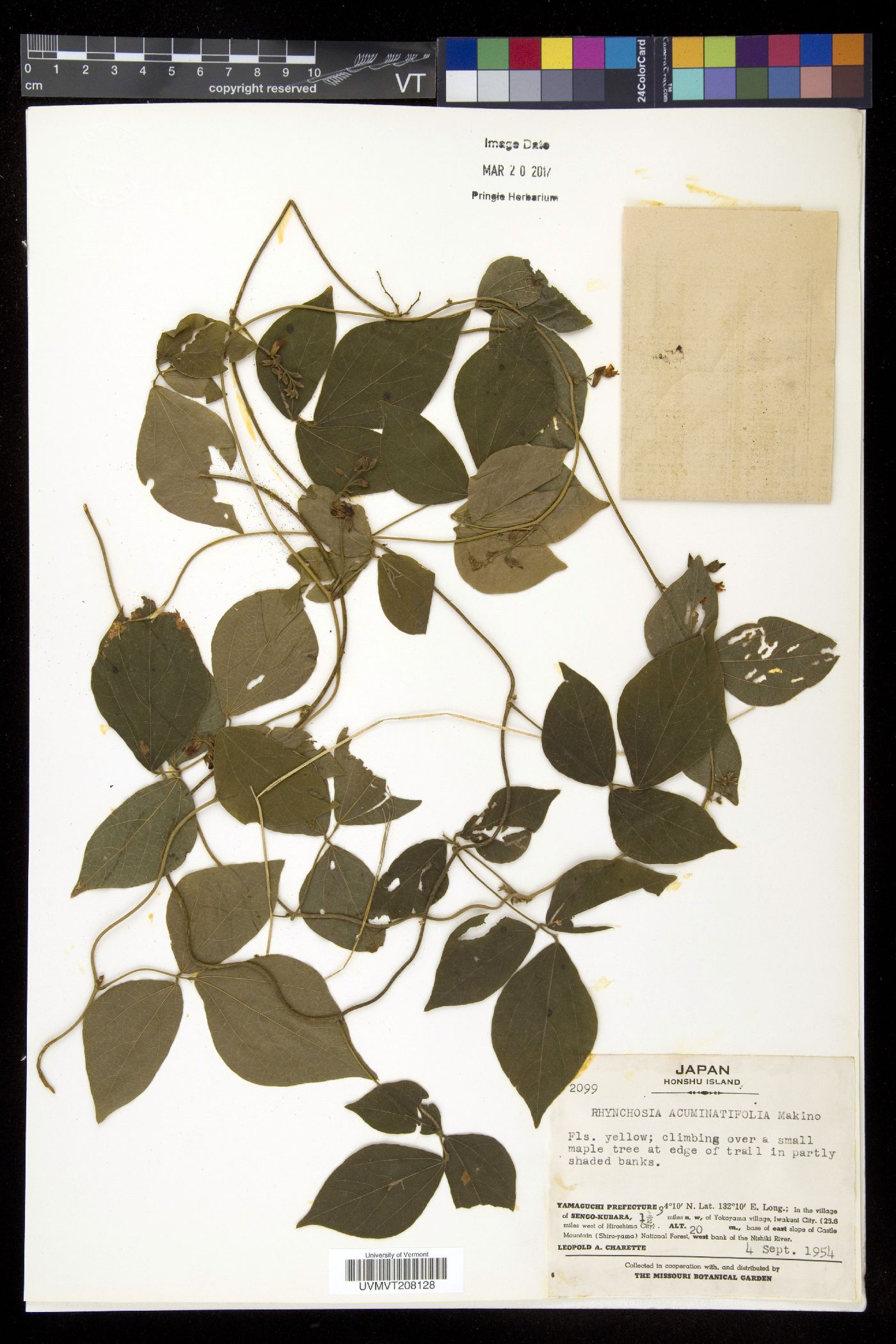 Rhynchosia acuminatifolia image