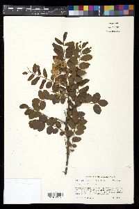 Robinia hispida image