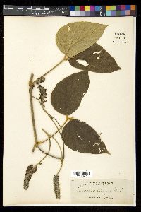 Pueraria pulcherrima image