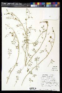 Mimosa latidens image