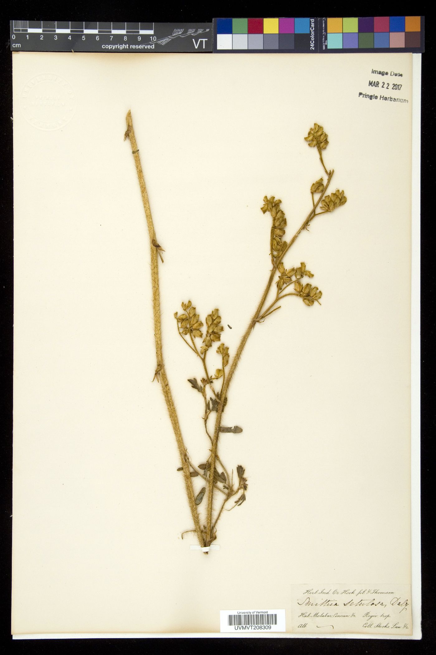 Smithia setulosa image