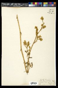 Image of Smithia setulosa