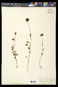 Image of Smithia pycnantha