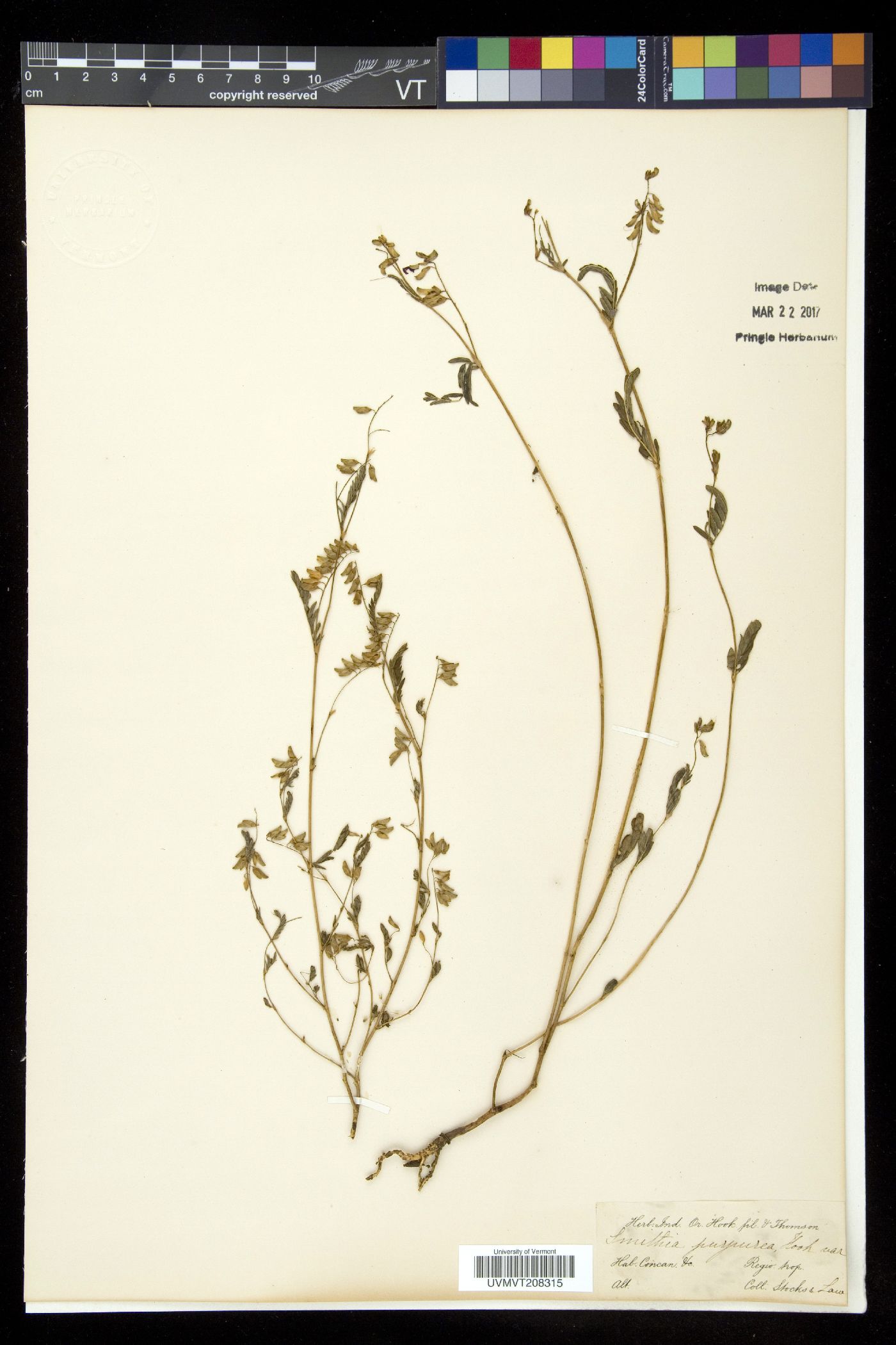 Smithia purpurea image