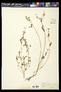 Image of Smithia purpurea