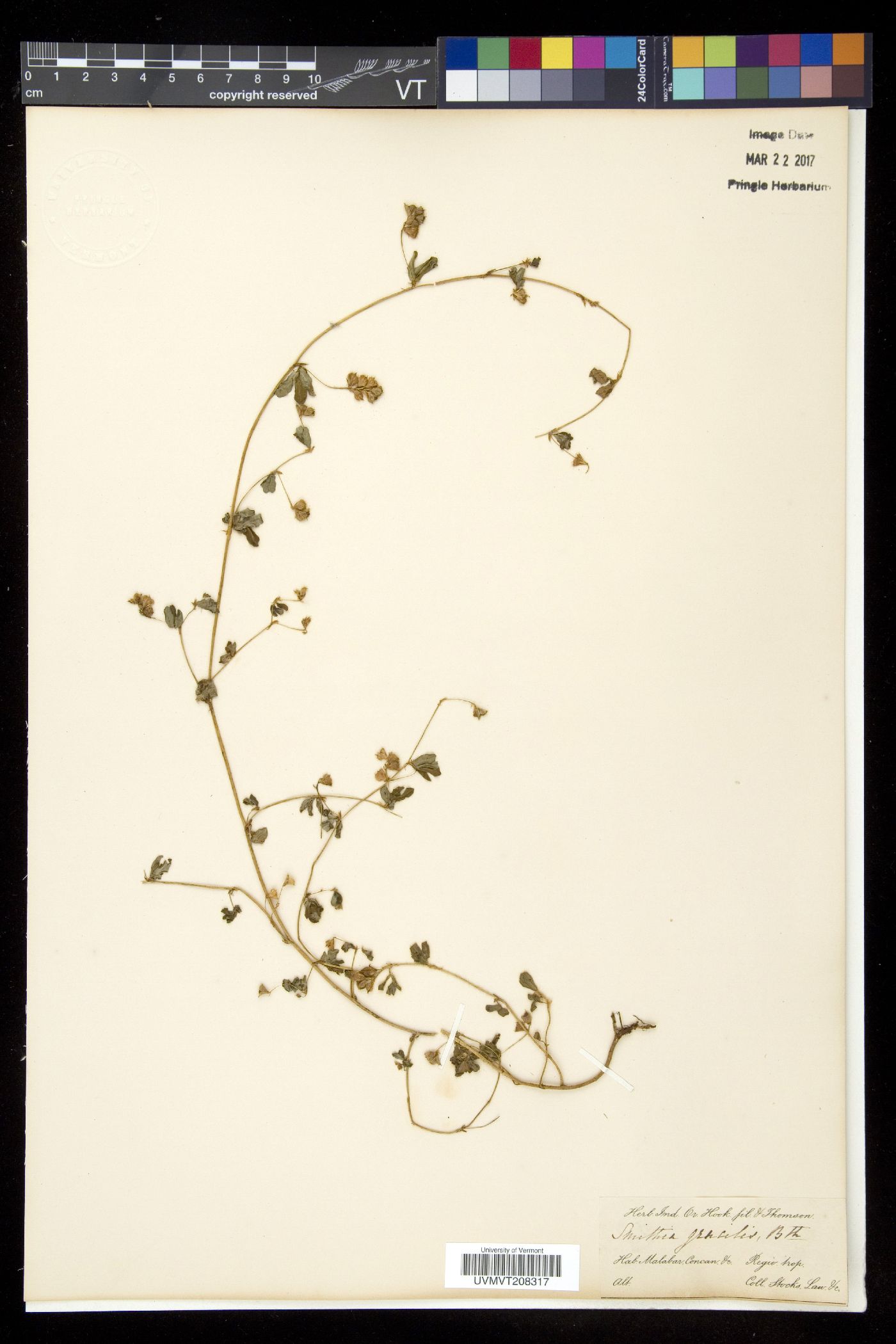 Smithia gracilis image
