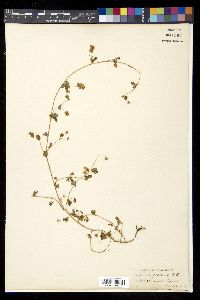 Image of Smithia gracilis