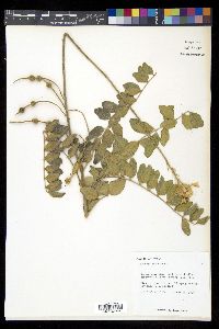 Sophora tomentosa image