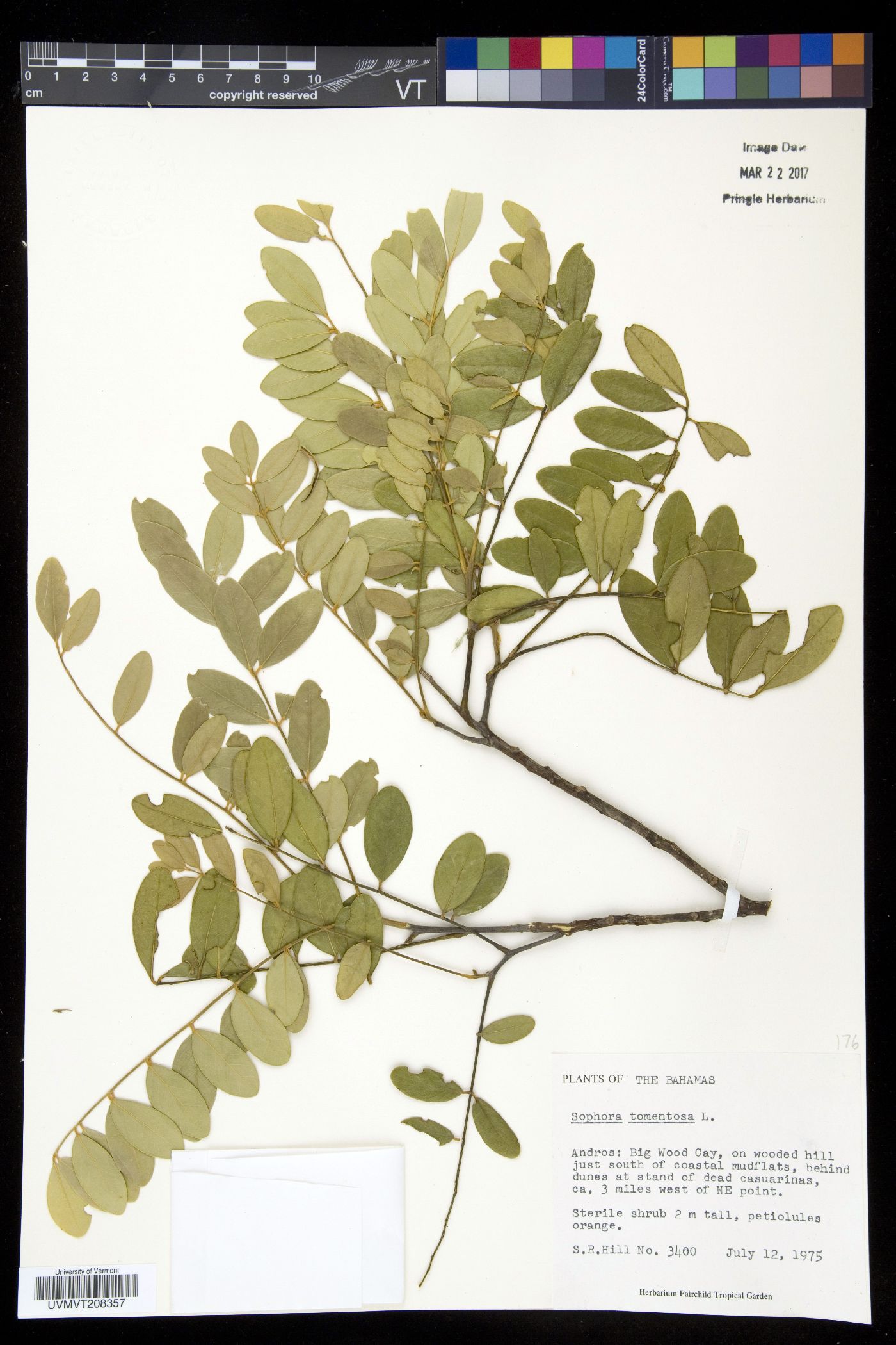 Sophora tomentosa image