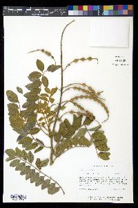 Sophora tomentosa image