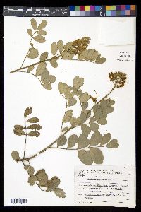 Sophora tomentosa image