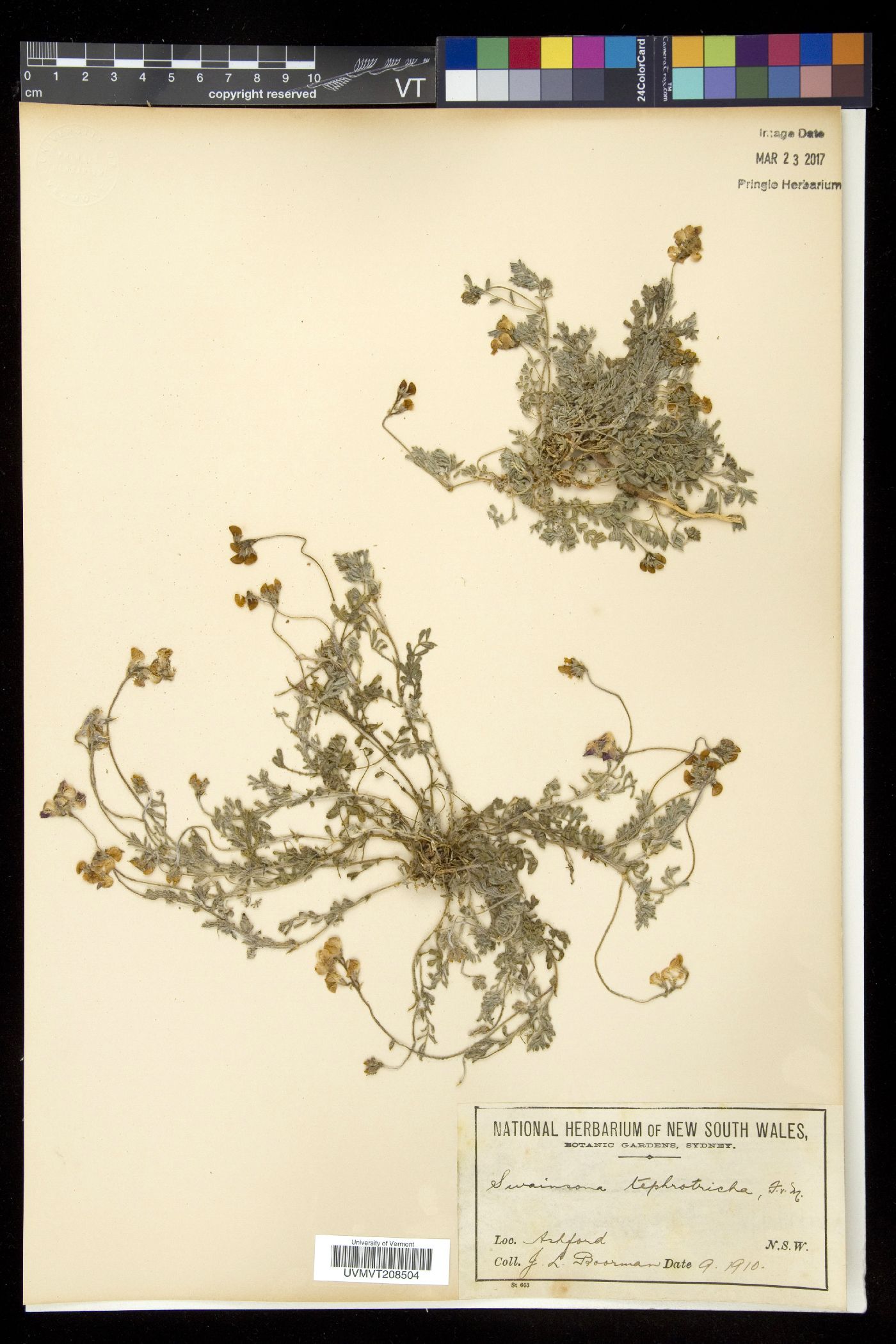 Swainsonia image