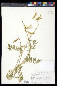 Tephrosia noctiflora image