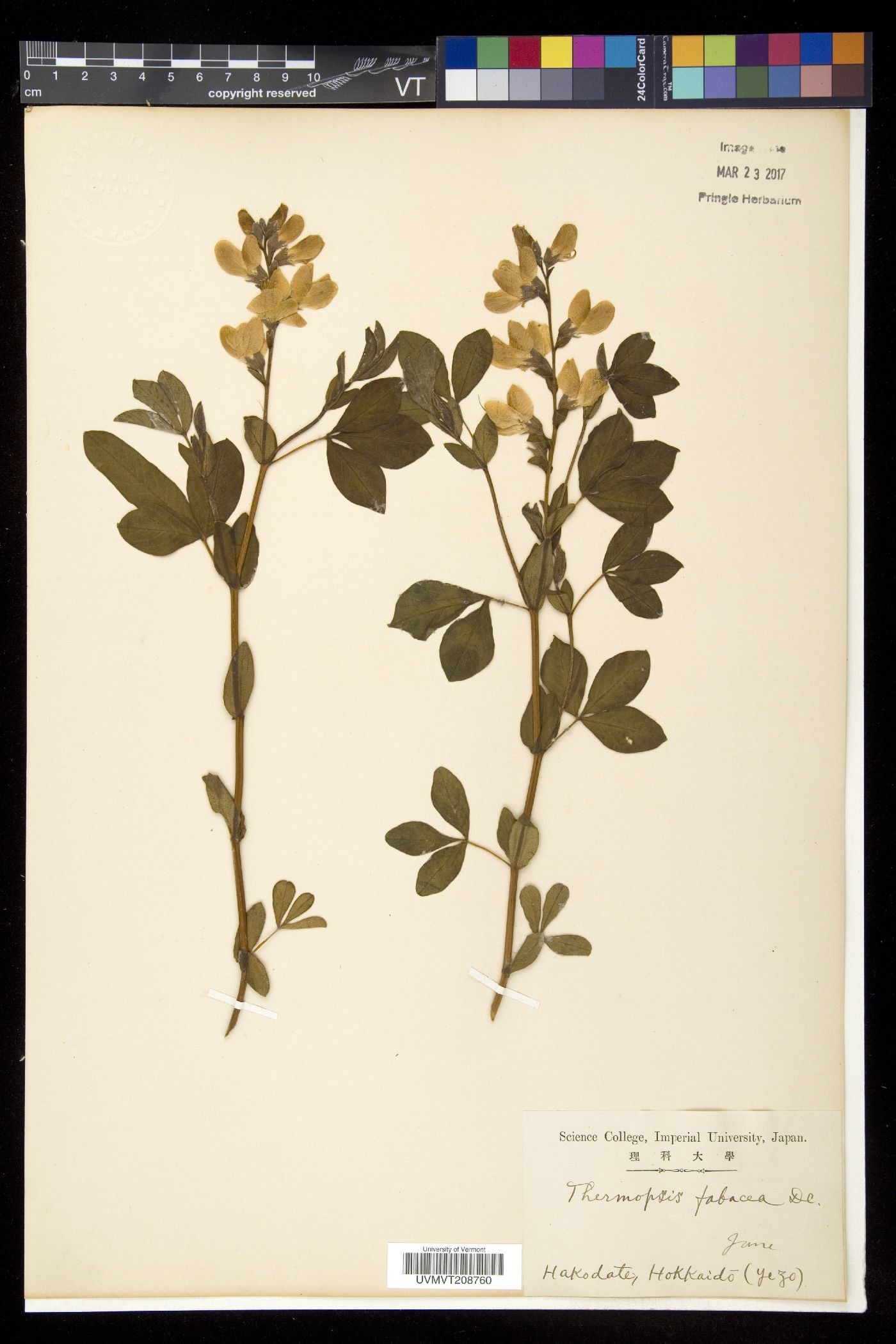 Thermopsis fabacea image