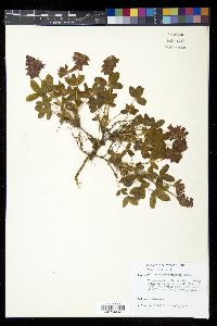 Trifolium brandegei image