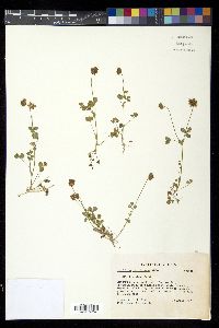 Trifolium carolinianum image