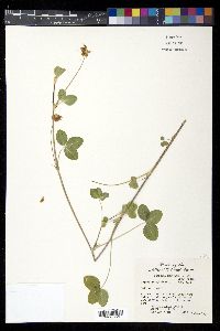 Trifolium hybridum image