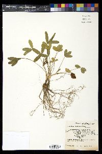 Trifolium virginicum image