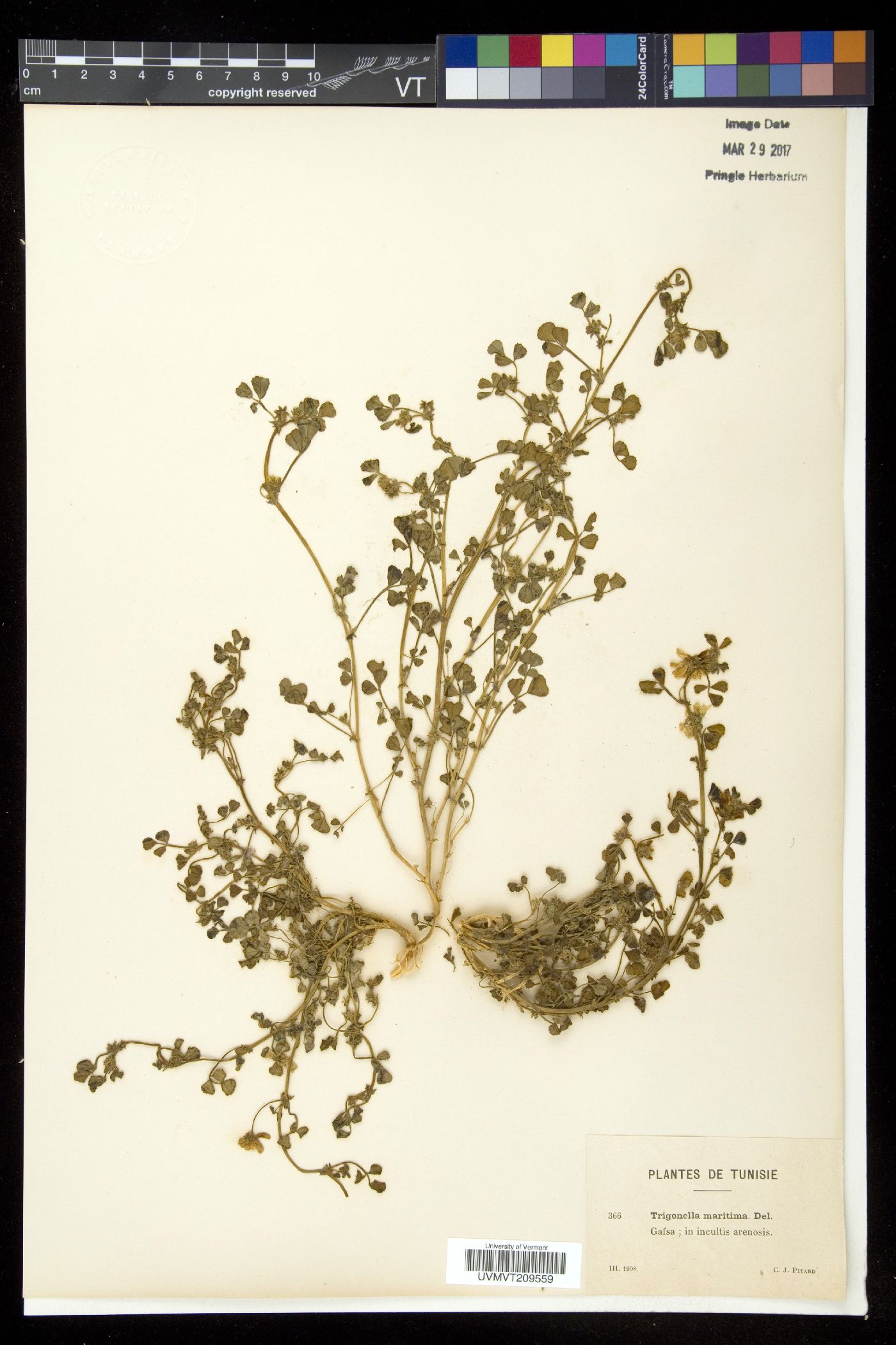 Trigonella image