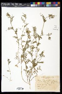 Vicia hirsuta image