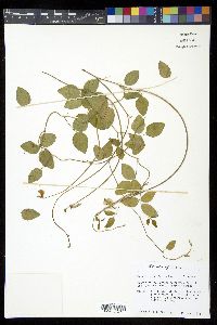 Vigna lutea image